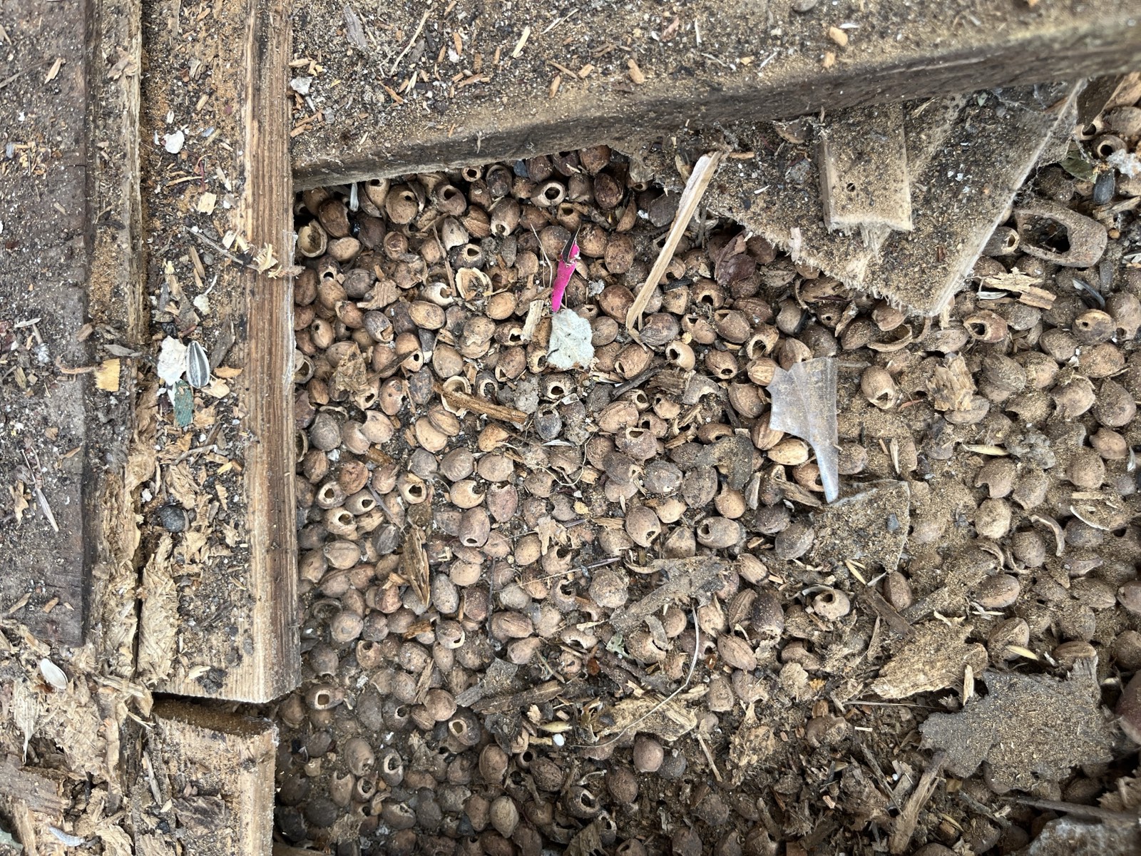 Gartenhaus-Abriss: Holzdielen, Sperrmüll und Baumaterial im Garten aufgestapelt